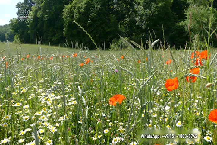 Thumbnail image for Ethical Programs - Fallow Fields - Healthy Soil - Healthy Harvest - May 8 2025